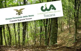 foresta, alberi