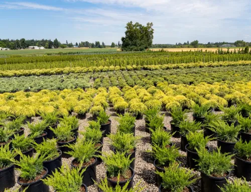 Florovivaisti Cia: «La crisi dei substrati è strutturale. Serve tavolo nazionale»