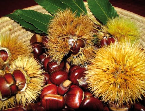 Castanicoltura. Firmato l’accordo per il Distretto rurale della Toscana