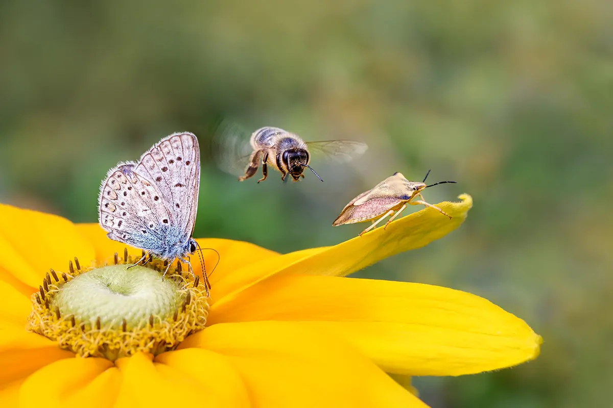 ciatoscana_266662769_ape_miele_farfalla_biodiversita
