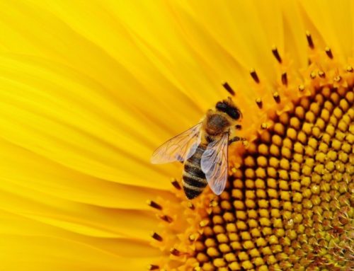 Il 28 gennaio in Regione Toscana la presentazione del 36° congresso dell’apicoltura professionale