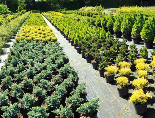 Forte calo nella raccolta di torba indispensabile per le produzioni orticole e il florovivaismo