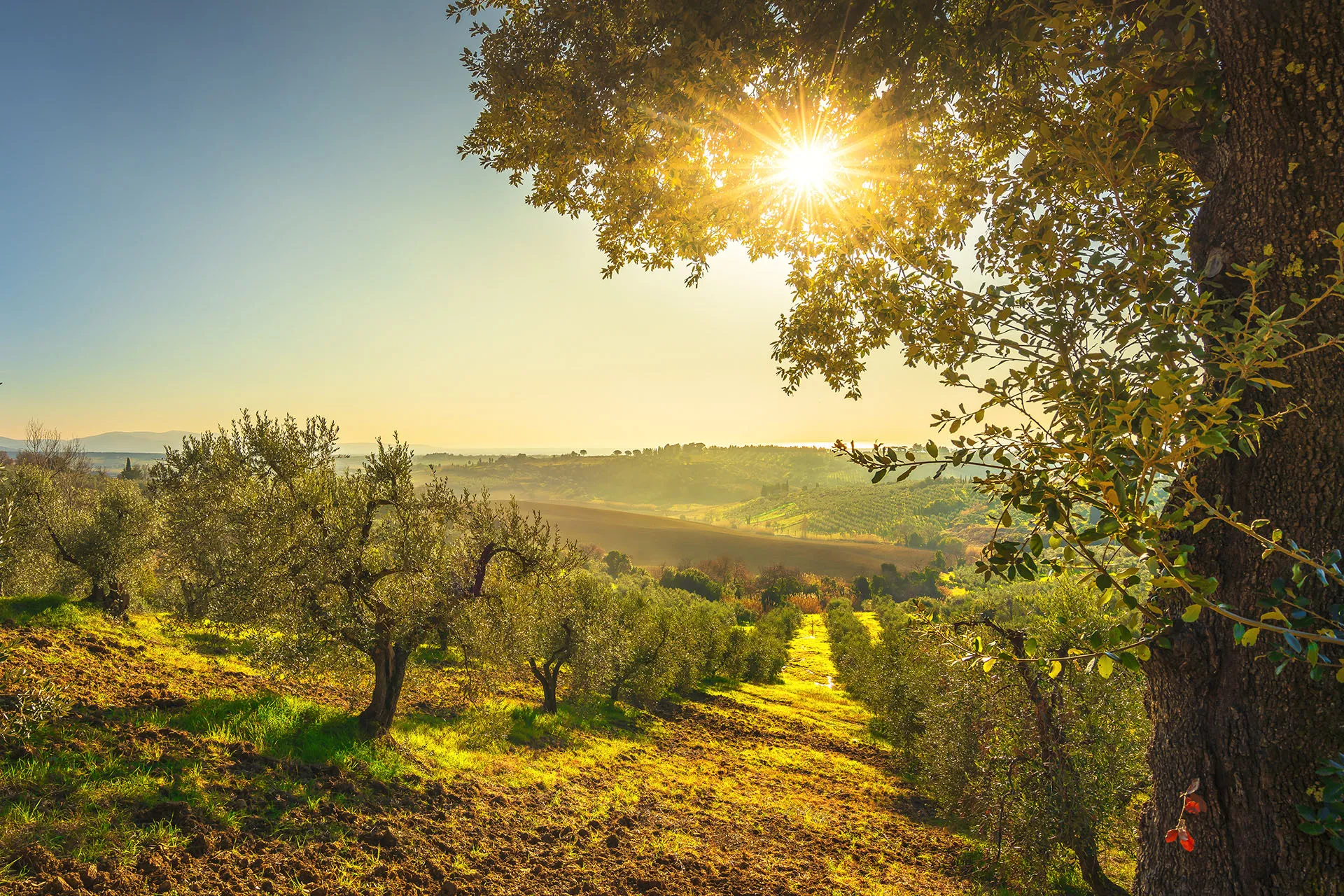 ciatoscana_panorama_agricoltura_pisa_casale-marittimo