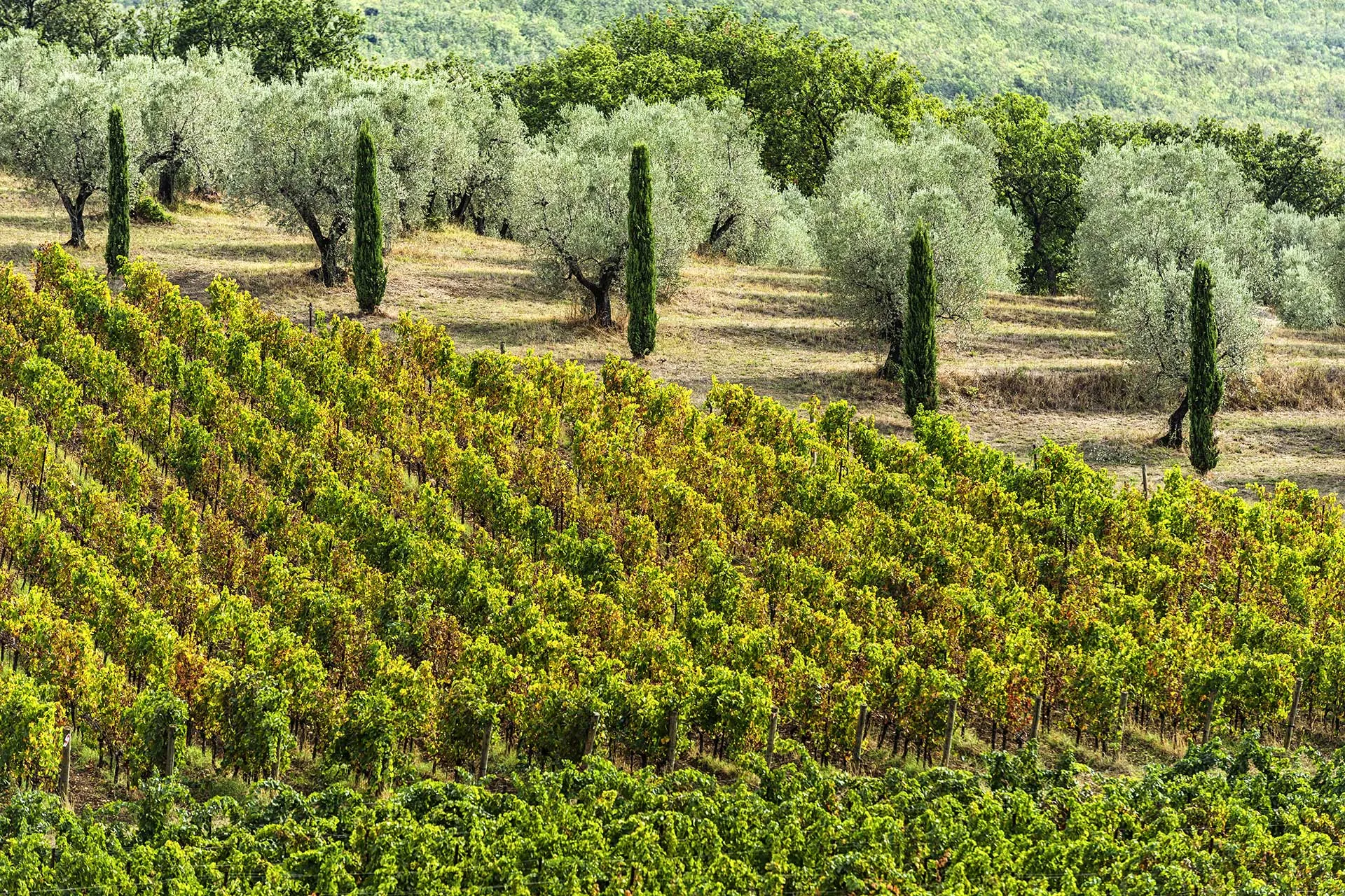 ciatoscana_vigneto_suvereto