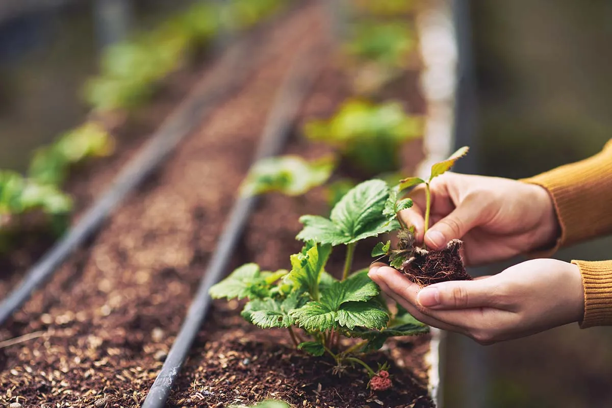 Planting