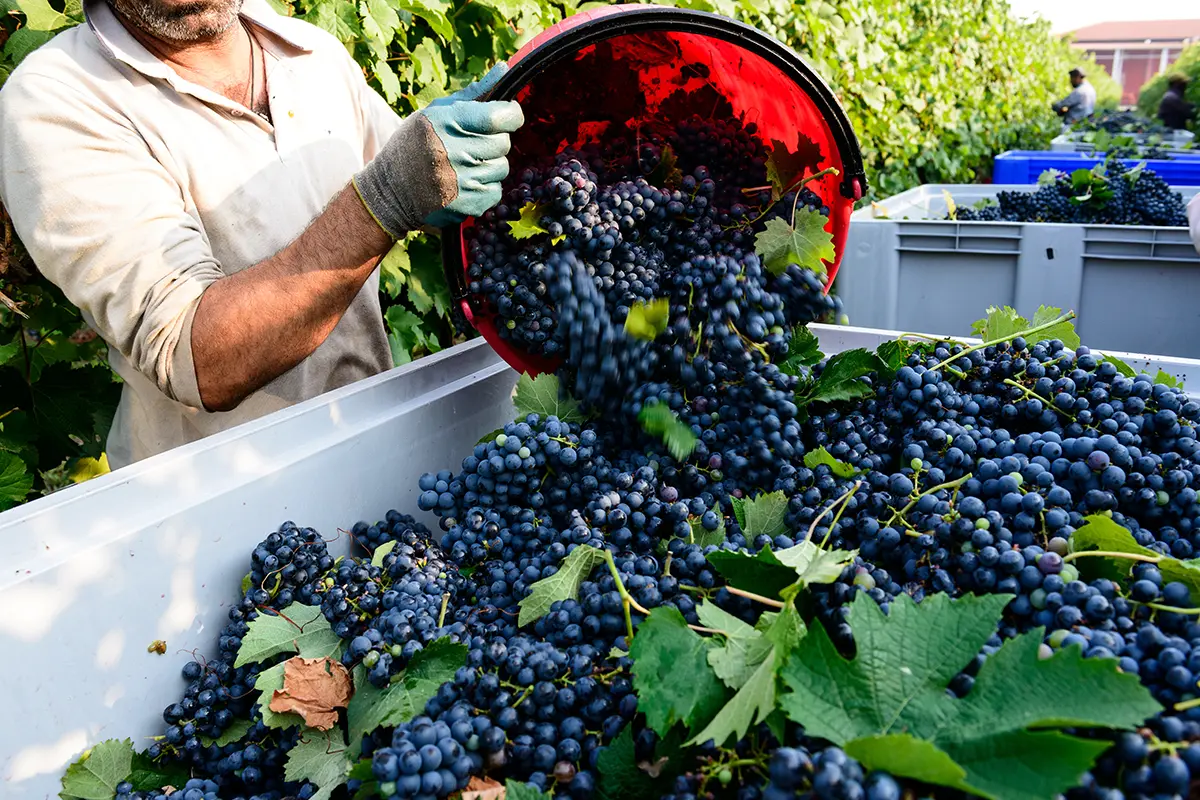 ciatoscana_vendemmia_vino_grappoli_uva_170709752