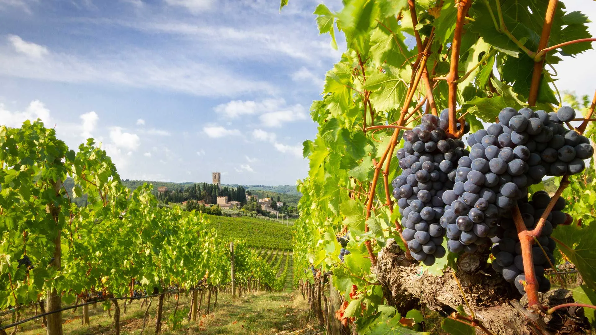 ivine_slider-vigna_1920x1080
