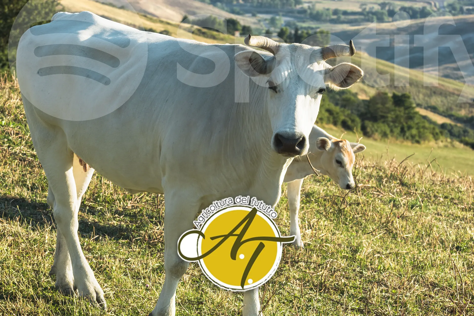 ciatoscana_spotify_podcast_agritur_zootecnia_slider
